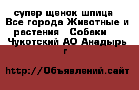 супер щенок шпица - Все города Животные и растения » Собаки   . Чукотский АО,Анадырь г.